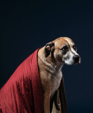 A dog wrapped in a red blanket poses against a dark background, showcasing its unique features and expression.